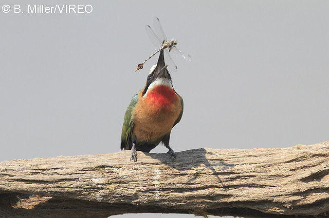 White-fronted Bee-eater m47-19-044.jpg